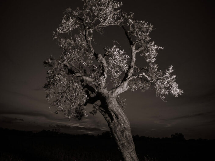 portraits d&rsquo;arbres